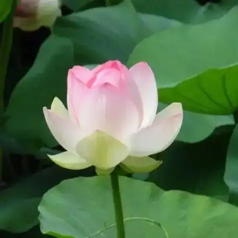 头像中年佛系荷花莲花多人团头