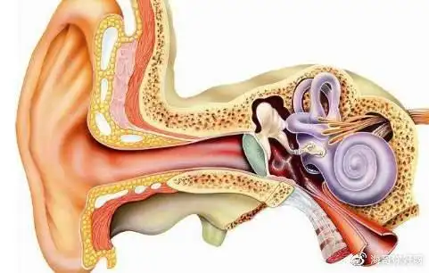 耳朵内部构造