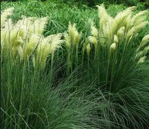 10种常用观赏草品种图鉴