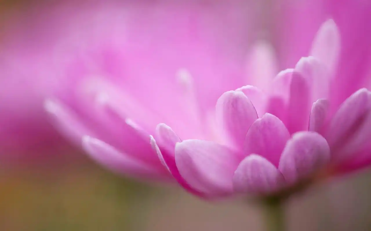 唯美的五颜六色的花卉摄影图片高清电脑桌面壁纸