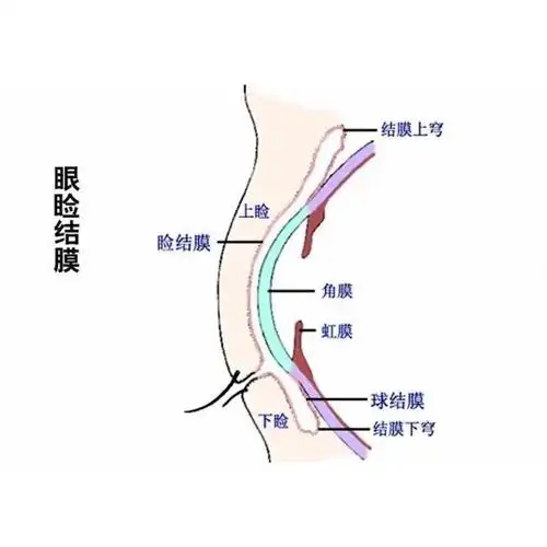 眼部专题 | 整形医生必须了解的眼结膜认知
