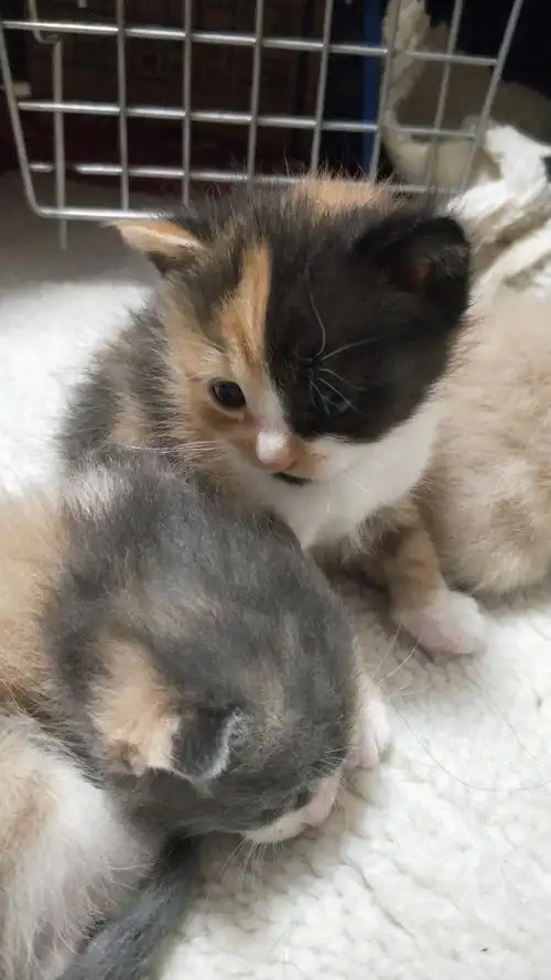 【领养】英短vs橘猫混血宝宝