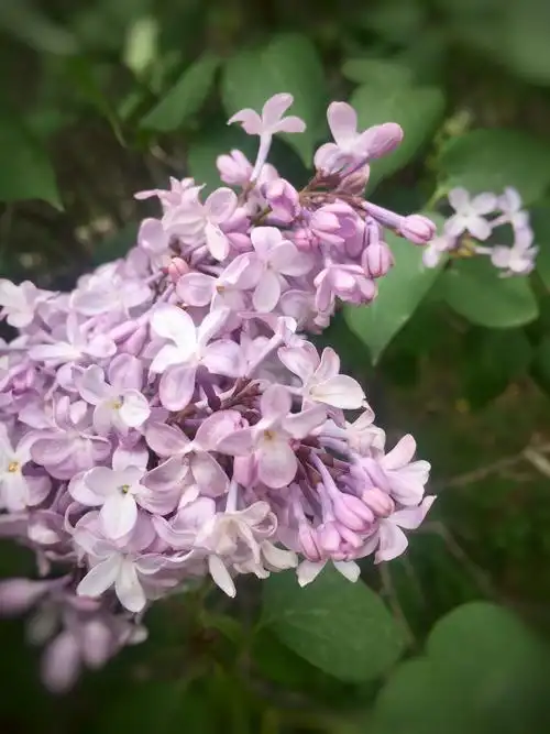 花开正艳的重瓣洋丁香(手机拍)