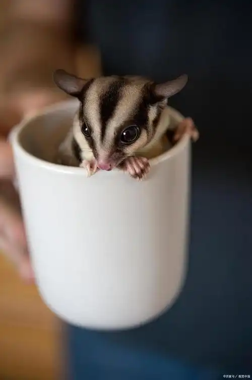 圆眼睛小猪鼻巴掌大的可爱萌物蜜袋鼯.并不适合所有人,养前三思