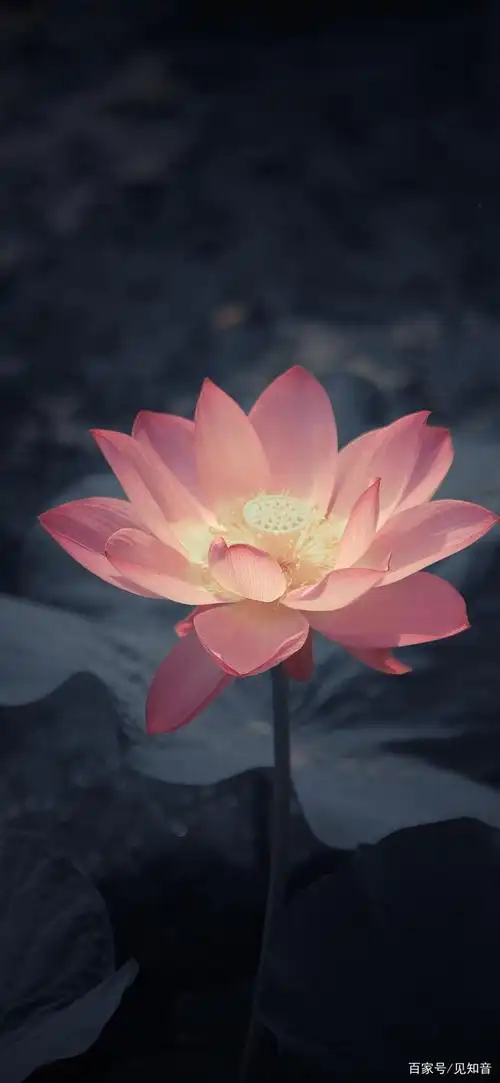 高清手机壁纸‖荷-莲花一朵,亭亭玉立