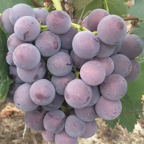 巨峰葡萄种植技术(巨峰葡萄种植技术与管理)