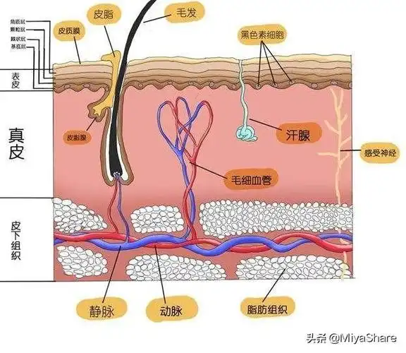 不收敛原因汇总为什么说毛孔收敛水没用这3件事能解决毛孔很简单但