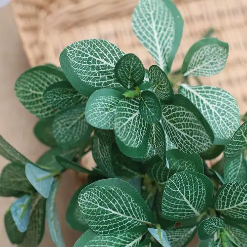 白骨草的图片,白骨草的效与图片,白骨草图片_文秘苑图库