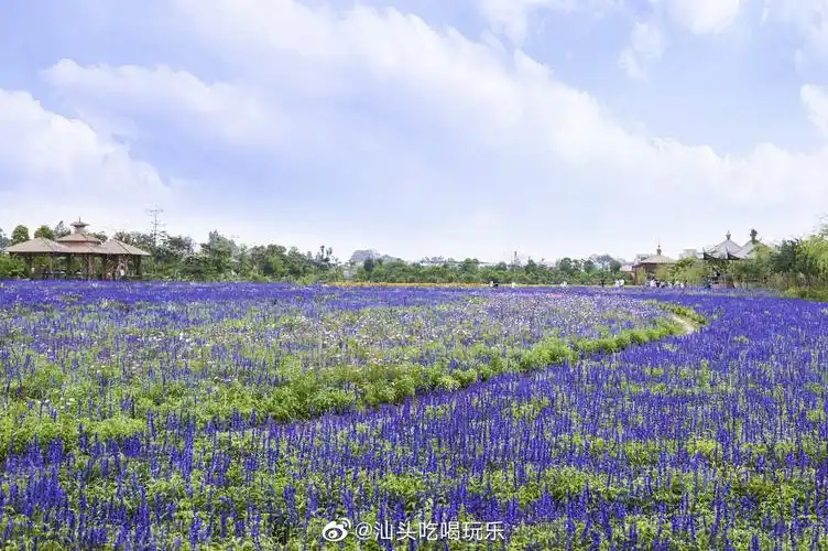 在汕头丹樱,一望无际的薰衣草花海盛开……_高清图集_新浪网