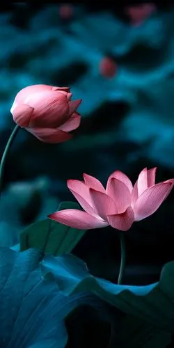 唯美- 堆糖,美图壁纸兴趣社区