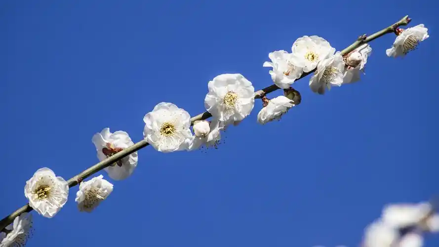 梅花,超凡脱俗的花.