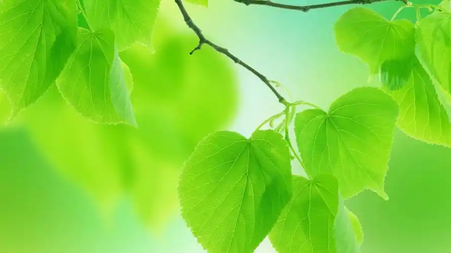 绿色的树叶花瓣养眼护眼桌面壁纸_风景壁纸_壁纸下载_美桌网