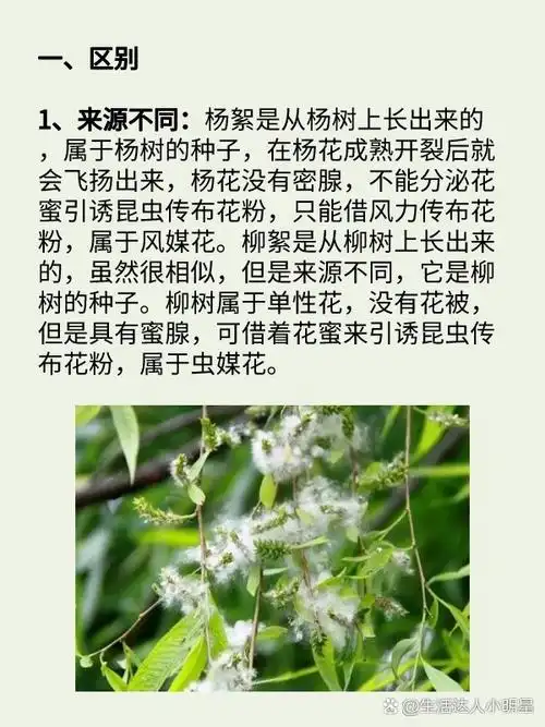 杨絮和柳絮的区别 一,区.@生活达人小明星的动态