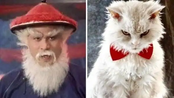 鳌拜猫天生脸臭网友除了睡觉其他时间都在生气中