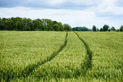 绿油油的麦田中成长图片