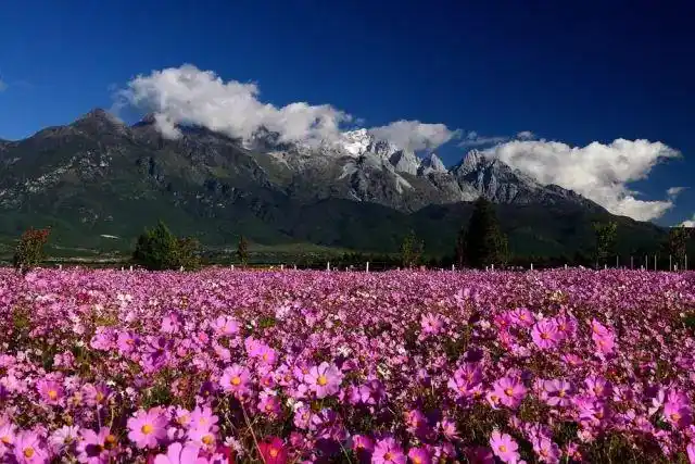 面朝雪山百花盛开到丽江看中国最美花海