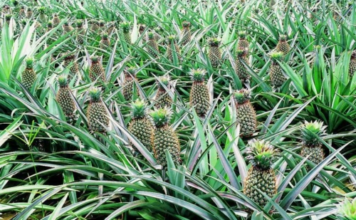 菠萝是长在哪里的
