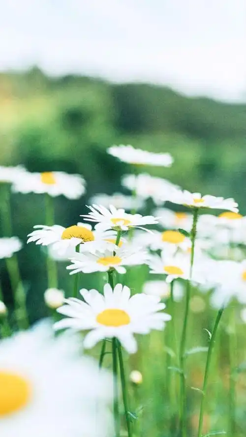 手机墙纸太阳唯美意境治愈系2021