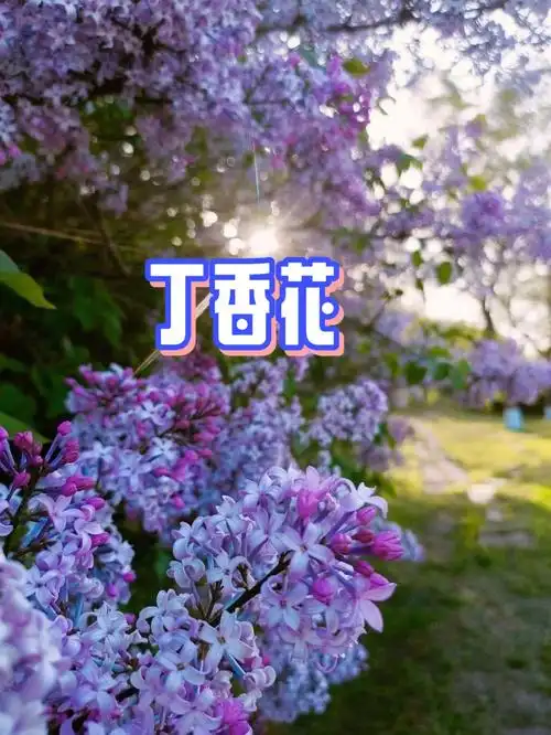 每日植物丁香花你说你最爱丁香花