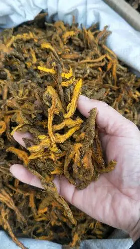 中药材批发黄连黄连个