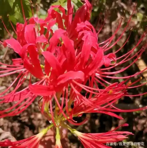 可是,它的妖娆中又带有一丝丝的凄凉,因为传说彼岸花是一种神秘的花卉