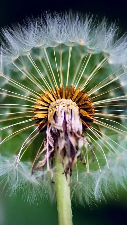 iphone 壁纸 蒲公英微距摄影,茎,绒毛