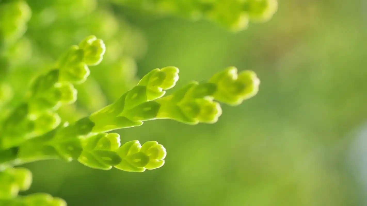 绿色护眼植物高清电脑桌面壁纸