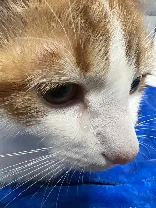 绝育完一只眼睛一直流泪是咋了