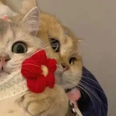 猫猫.情侣头像