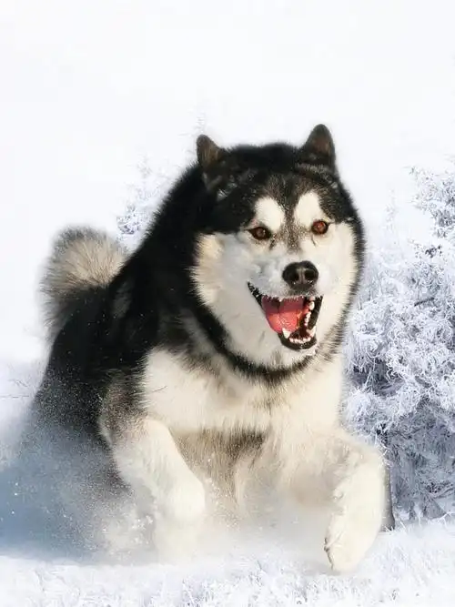 哈士奇狗蓬松的手机壁纸,桌面图片,手机锁屏壁纸 - 魔秀