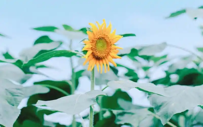 治愈系唯美花卉植物高清桌面壁纸图片