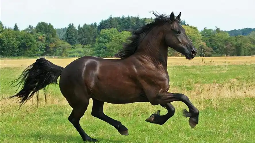 汗血宝马无缘榜首