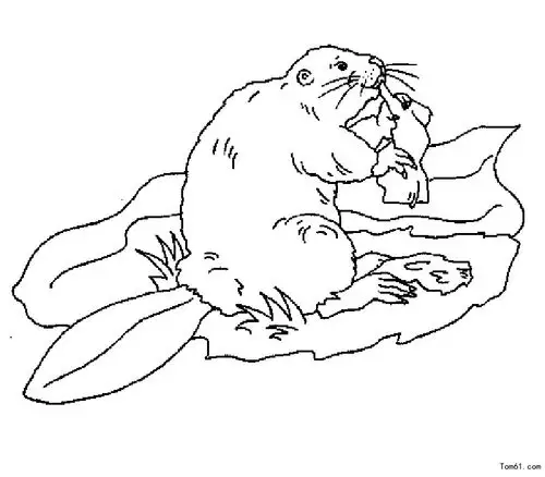 松鼠-简笔画图片-儿童资源网手机版