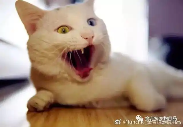 猫咪的叫声是在告诉你这个,你知道猫咪想告诉你什么吗?