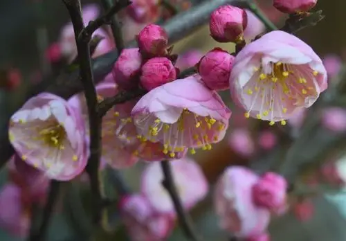原创文章首页  文章详情  梅花是中国十大名花之首,与兰花,竹子,菊花