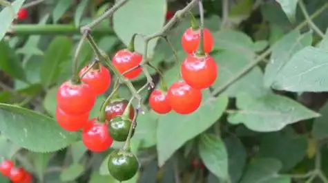 白英的功效与作用,禁忌和食用方法-医典有方