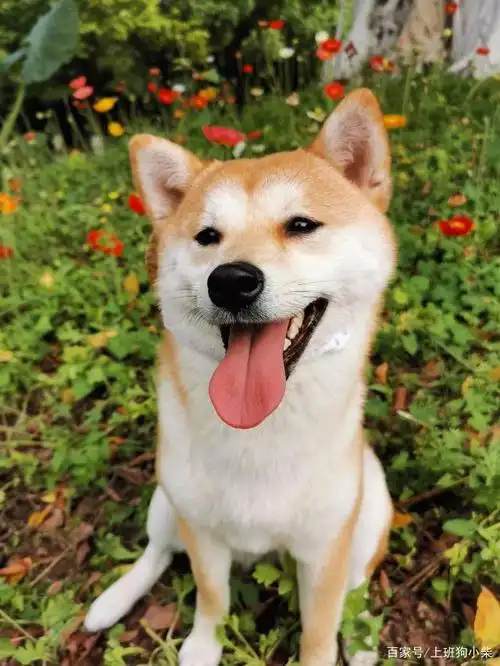 带小柴出去赏花,小柴柴好开心,它笑得跟花儿一样