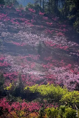 十里桃花61志龙摄影