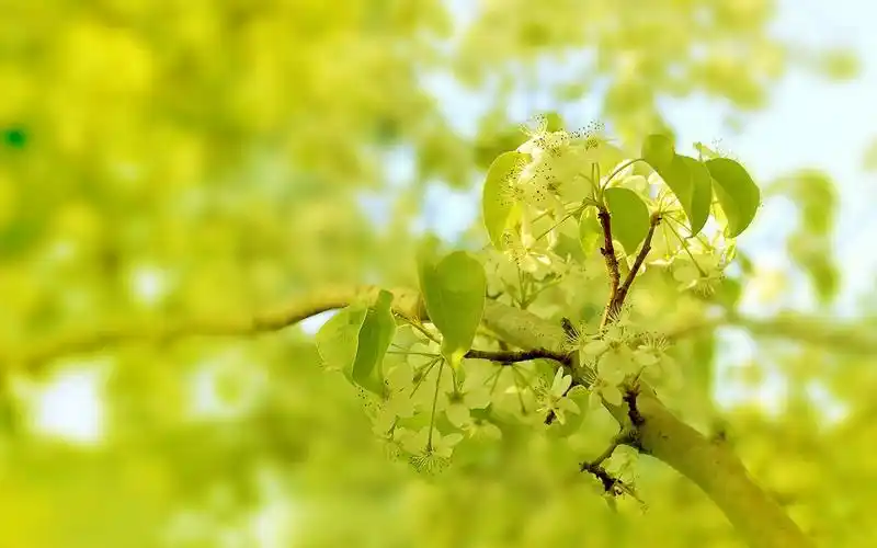花卉 鲜花特写 > 清新苹果花朵桌面壁纸显示:√欣赏模式   全屏模式