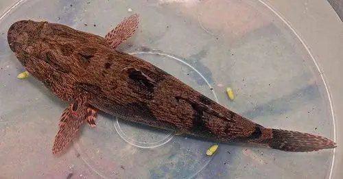 成品泰国笋壳鱼]场地直供,量大从优,品质保证,欢迎咨询购买.