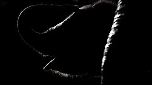 大象宝宝,鼻子,黑色的背景 壁纸