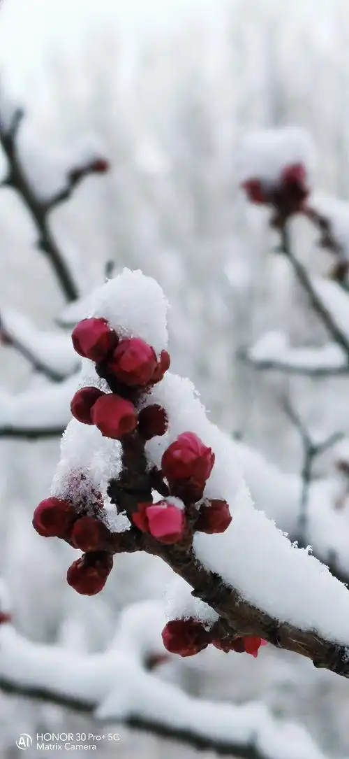 红梅白雪.