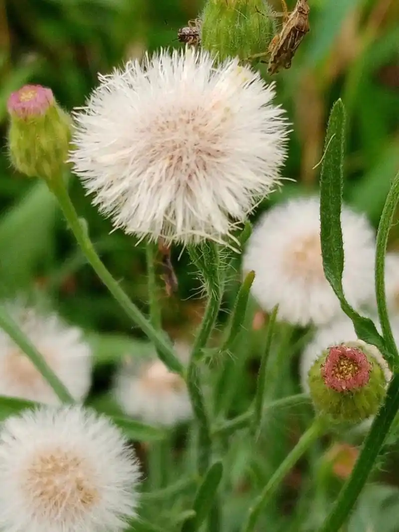 中草药,香丝草 每天一个小知识,香丝草,菊科,飞蓬属#中草药# #香丝草
