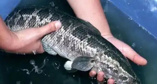 第五种:沙塘鳢,还有一堆很奇怪的名字"四不像,肉趴锥,呆鱼,癞蛤蟆鱼