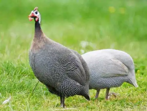 身上是黑毛带白点的是什么鸡