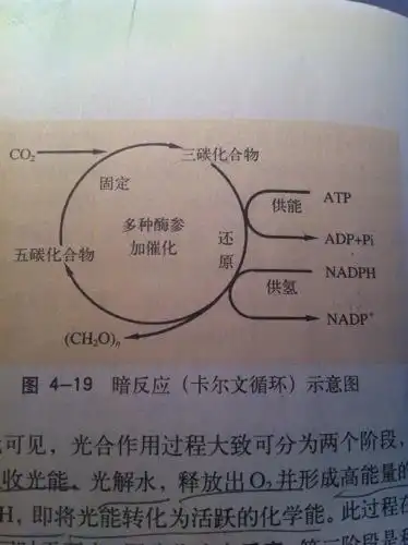 为什么这个暗反应图中,箭头从atp指向atp pi同样nadph指向nadp 呢?