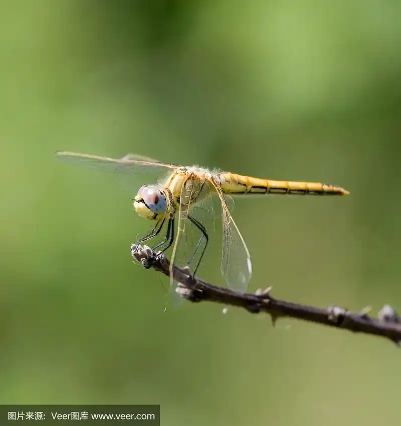 蜻蜓,垂直画幅,动物身体部位,沼泽,户外