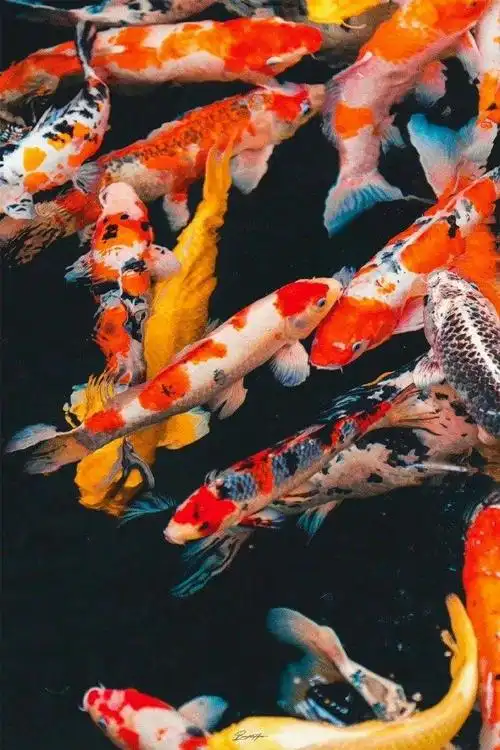 祝大家都能锦鲤附体,逢考必过