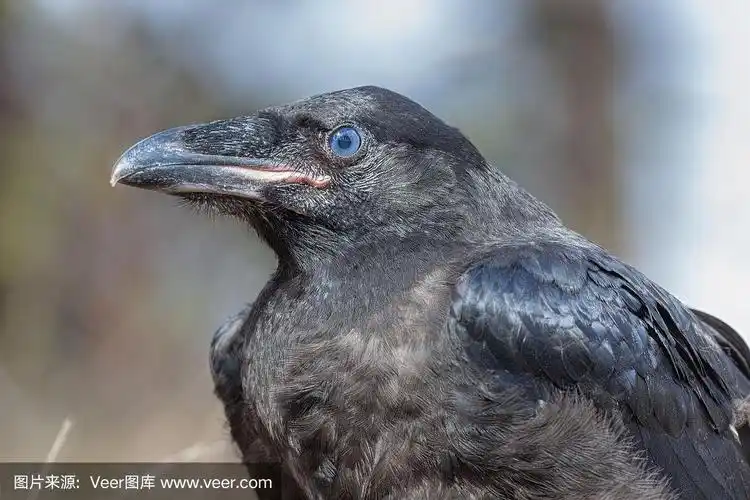 雏鸟乌鸦.