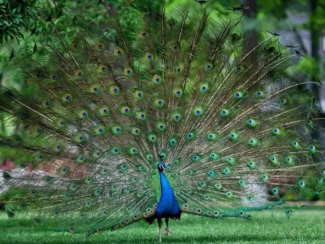 孔雀爱吃啥粮食